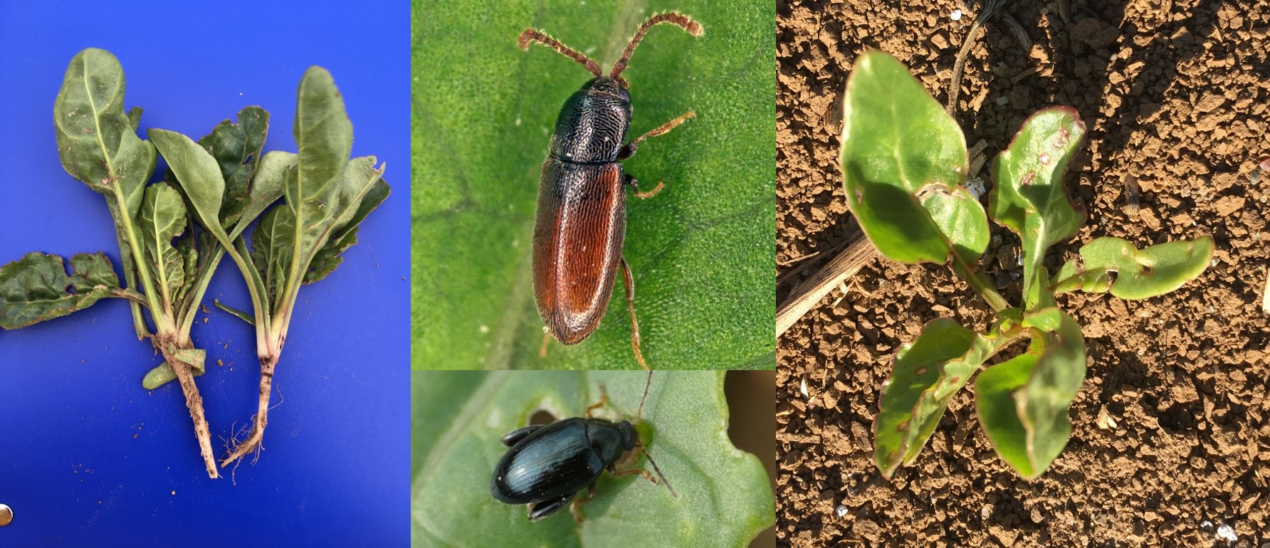 KA Versuch – Insektizide Saatgutpillierung (Borsum, Hondelage, Tellmer) 2019