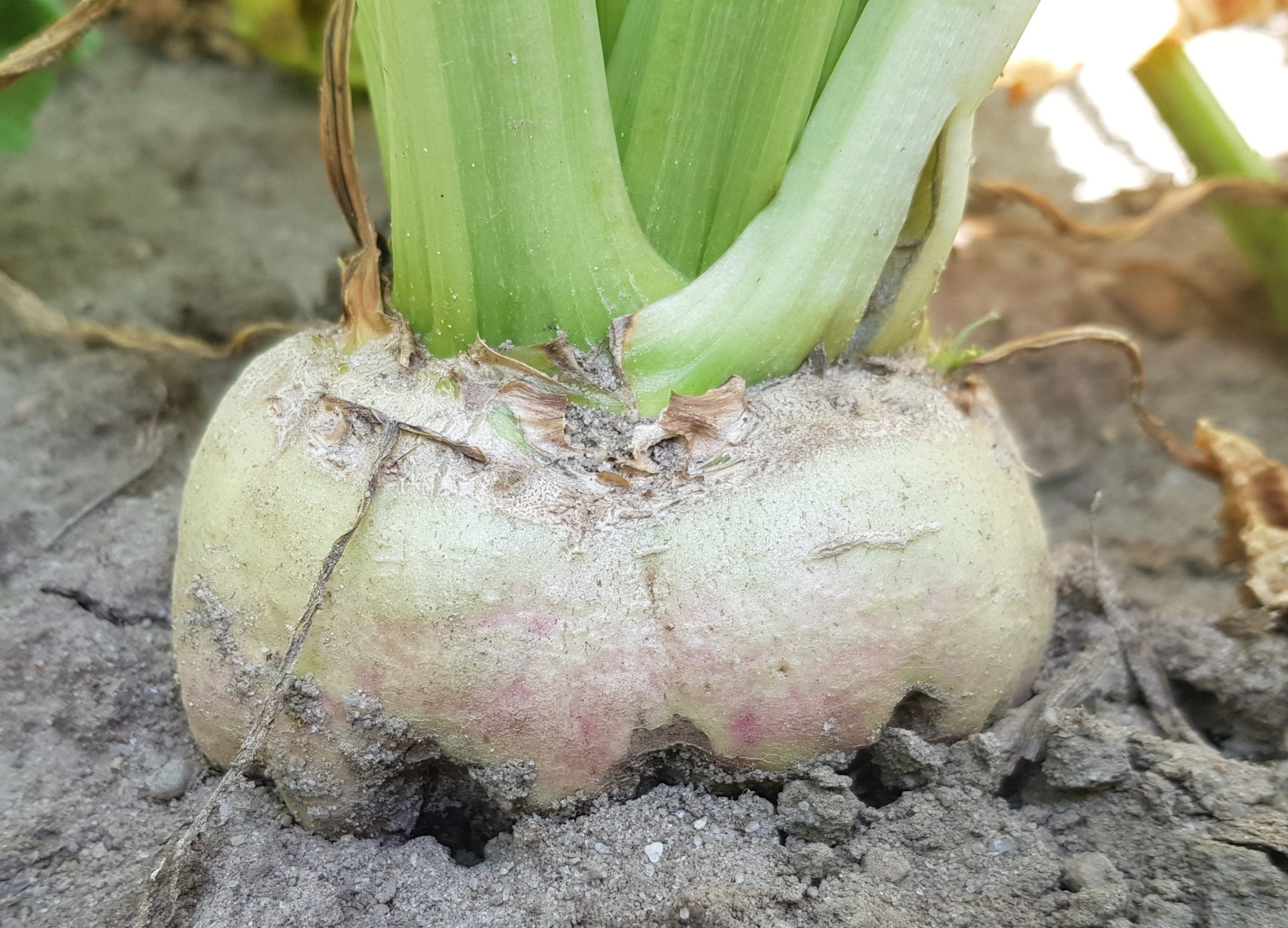 MU Aphanomyces (Scharnhorst, Hankensbüttel) 2019