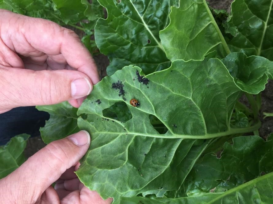 Ringversuch (RV) – Insektizide in der Saatgutpillierung  (Groß Mahner, Brockhöfe) 2018