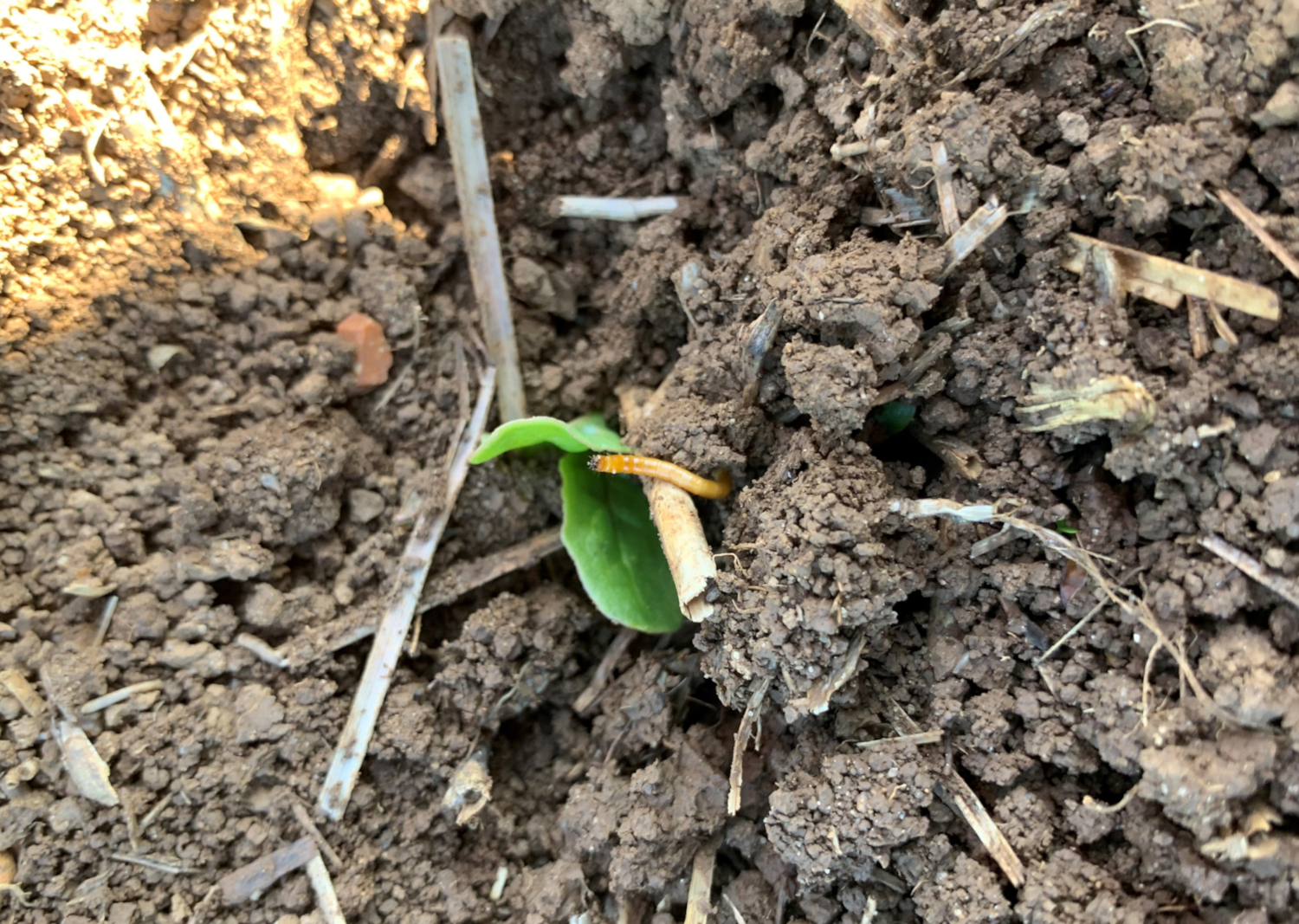 KA Versuch –  Insektizide Saatgutpillierung 2020 (Schmedenstedt, Hondelage, Tellmer)