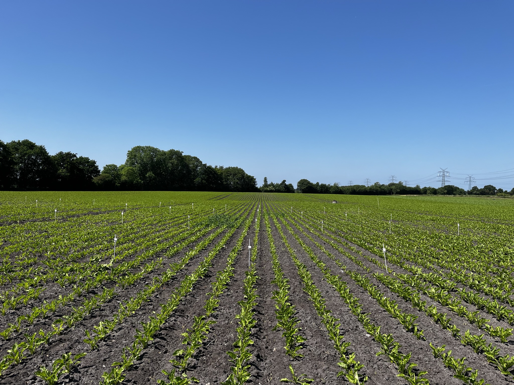 Ringversuch (RV) Herbizide (Borgstedt) 2023