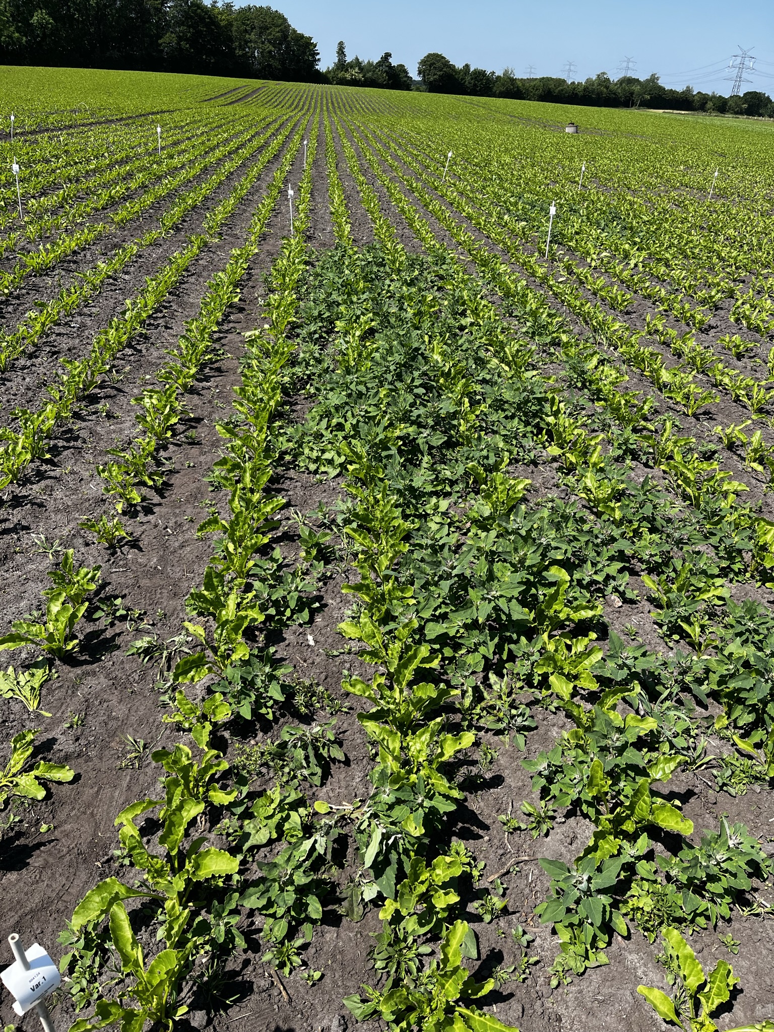 Ringversuch (RV) Herbizide (alle Standorte) 2023 – Wie weiter ohne Debut?