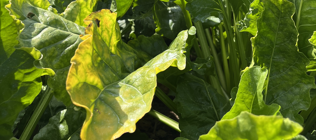 Ringversuch Insektizide (Salzgitter) 2025